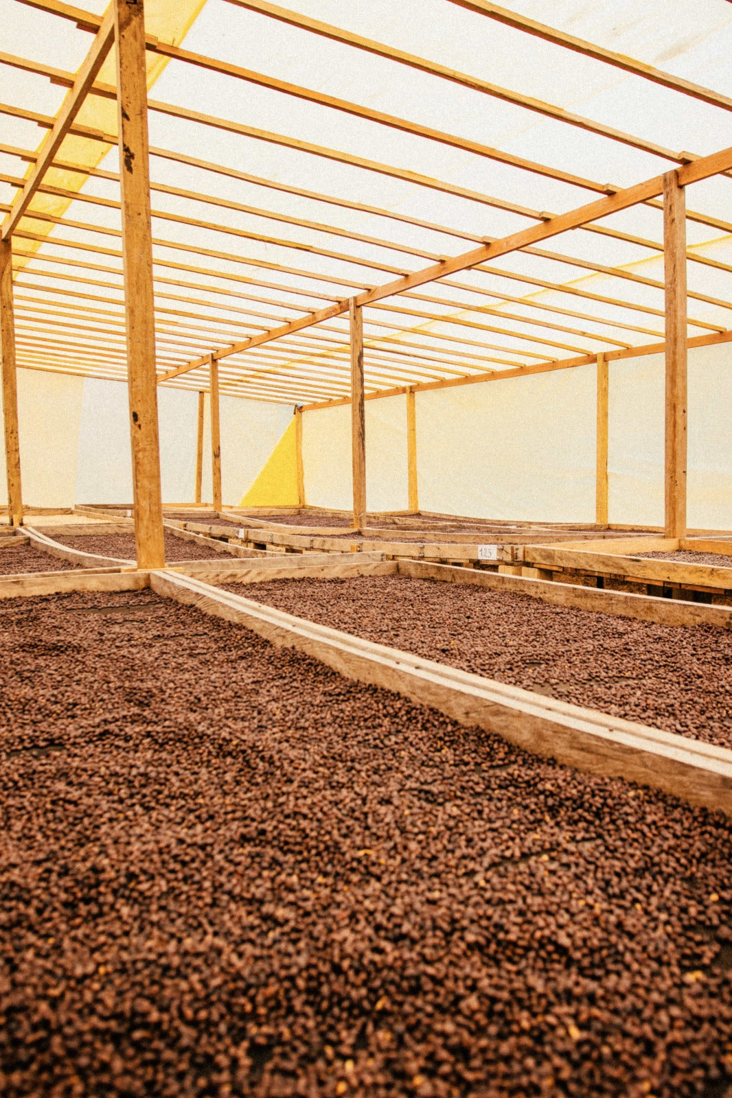 Bolivia Caranavi Rosita Geisha - Brew Something Remarkable